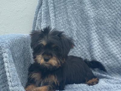 Shorkie puppies  (Shih Tzu x Yorkshire Terrier) for sale in Limerick