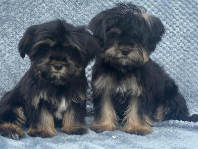 Shorkie puppies  (Shih Tzu x Yorkshire Terrier) for sale in Limerick