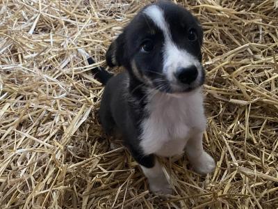 Lovely Border Collie pups