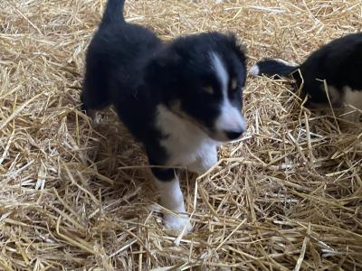 Lovely Border Collie pups