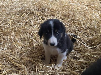 Lovely Border Collie pups