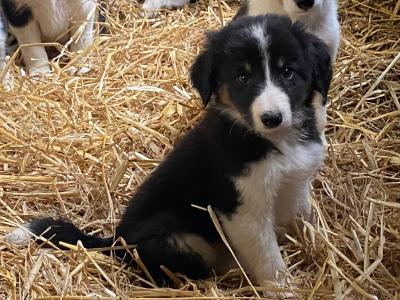 Lovely Border Collie pups