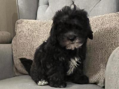Beautiful Shipoo puppies in Laois