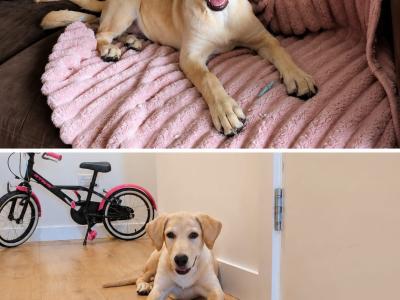 Female Labrador puppy 4 months old for sale in Dublin