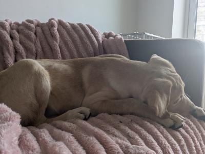 Female Labrador puppy 4 months old for sale in Dublin