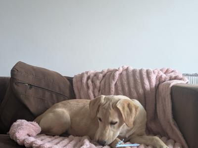 Female Labrador puppy 4 months old for sale in Dublin