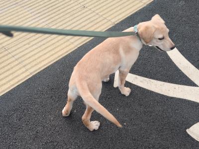 Female Labrador puppy 4 months old for sale in Dublin