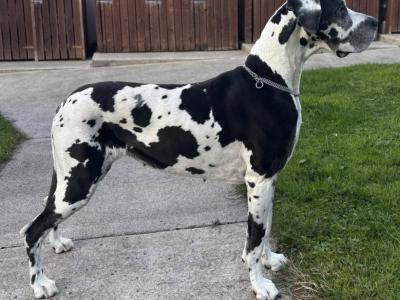 Exceptional IKC Registered (pending) Great Dane puppies in Dublin – Champion European Bloodlines