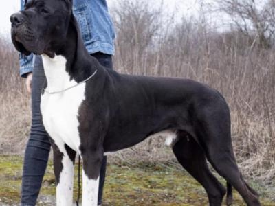 Exceptional IKC Registered (pending) Great Dane puppies in Dublin – Champion European Bloodlines