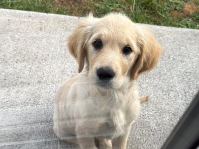 Female Golden Retriever puppy 3 months old in Limerick