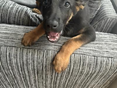 German Shepherd puppies in Kildare