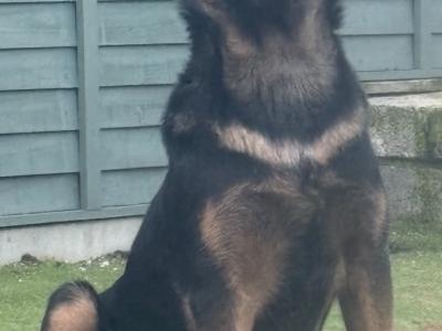 German Shepherd puppies in Kildare