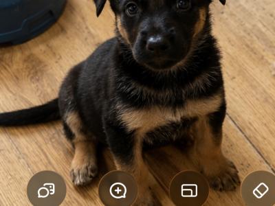 German Shepherd puppies in Kildare
