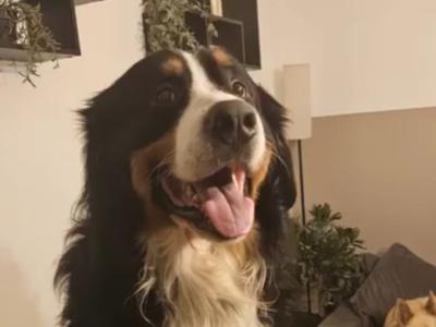 Ozzy is a male Bernese Mountain Dog 3 years old in Wicklow
