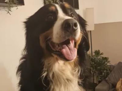 Ozzy is a male Bernese Mountain Dog 3 years old in Wicklow