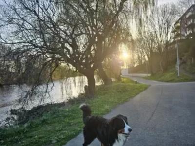 Ozzy is a male Bernese Mountain Dog 3 years old in Wicklow