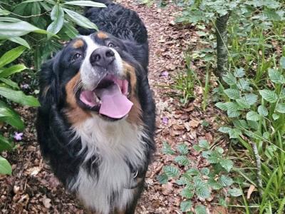 Ozzy is a male Bernese Mountain Dog 3 years old in Wicklow