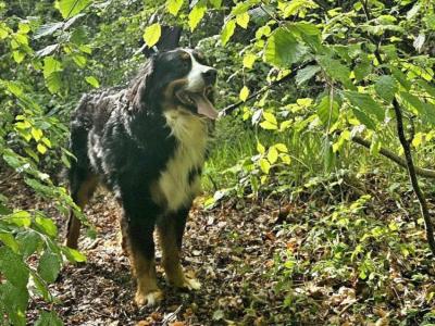 Ozzy is a male Bernese Mountain Dog 3 years old in Wicklow