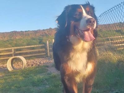 Ozzy is a male Bernese Mountain Dog 3 years old in Wicklow