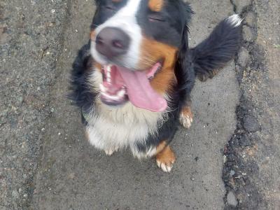 Ozzy is a male Bernese Mountain Dog 3 years old in Wicklow