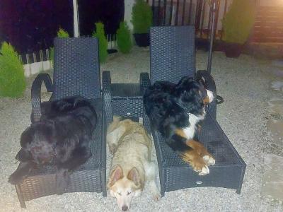 Ozzy is a male Bernese Mountain Dog 3 years old in Wicklow