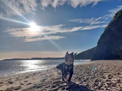Ozzy is a male Bernese Mountain Dog 3 years old in Wicklow