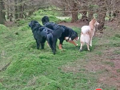 Ozzy is a male Bernese Mountain Dog 3 years old in Wicklow