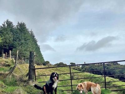 Ozzy is a male Bernese Mountain Dog 3 years old in Wicklow