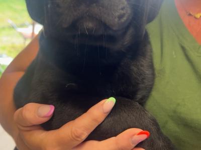 2 Beautiful Labrador puppies (Black & Gold) in Clare