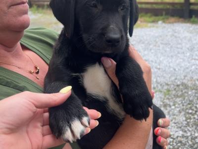 2 Beautiful Labrador puppies (Black & Gold) in Clare