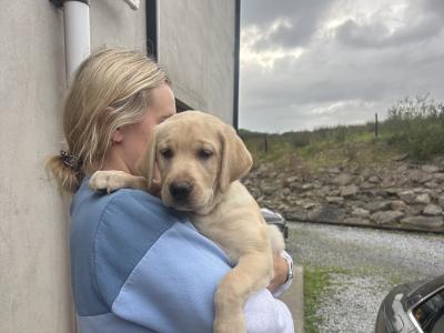 2 Beautiful Labrador puppies (Black & Gold) in Clare