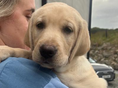 2 Beautiful Labrador puppies (Black & Gold) in Clare