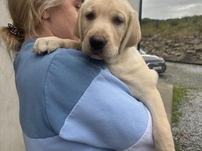 2 Beautiful Labrador puppies (Black & Gold) in Clare
