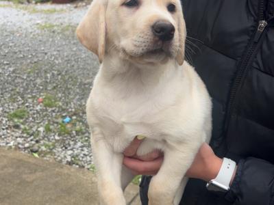 2 Beautiful Labrador puppies (Black & Gold) in Clare