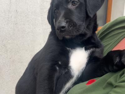 2 Beautiful Labrador puppies (Black & Gold) in Clare