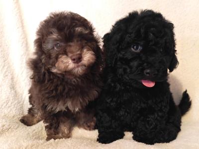 2 beautiful Miniature Poodle puppies in Wexford