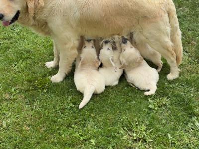 Two Golden Retriever puppies for sale Kilkenny