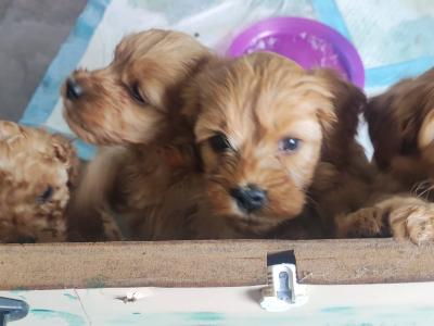 Miniature F1B Cockapoo puppies - 1 girl and 1 boy available- in Cavan