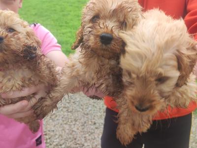 Miniature F1B Cockapoo puppies - 1 girl and 1 boy available- in Cavan
