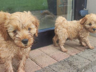 Miniature F1B Cockapoo puppies - 1 girl and 1 boy available- in Cavan