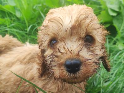 Miniature F1B Cockapoo puppies - 1 girl and 1 boy available- in Cavan