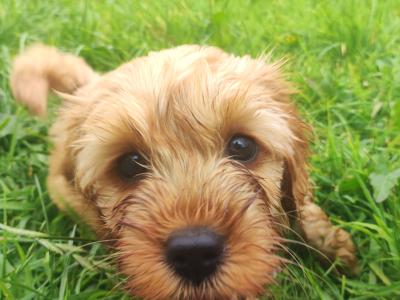 Miniature F1B Cockapoo puppies - 1 girl and 1 boy available- in Cavan