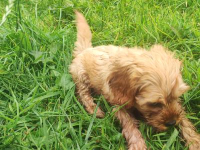 Miniature F1B Cockapoo puppies - 1 girl and 1 boy available- in Cavan