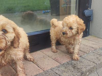 Miniature F1B Cockapoo puppies - 1 girl and 1 boy available- in Cavan