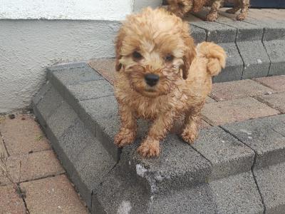 Miniature F1B Cockapoo puppies - 1 girl and 1 boy available- in Cavan