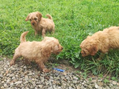 Miniature F1B Cockapoo puppies - 1 girl and 1 boy available- in Cavan