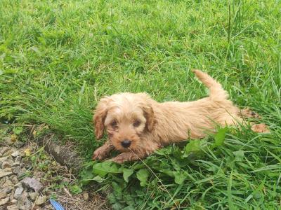 Miniature F1B Cockapoo puppies - 1 girl and 1 boy available- in Cavan