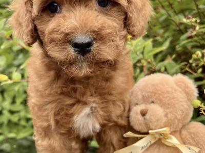 Poochon puppies in Cavan
