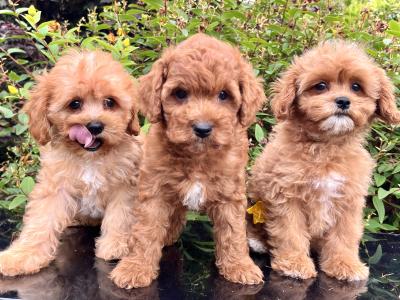 Poochon puppies in Cavan