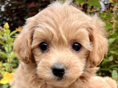 Poochon puppies in Cavan